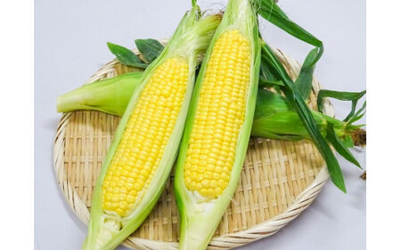 鮮度抜群！朝採り とうもろこし 味来 6本(3Lサイズ) レンジで簡単調理&鮮度保持が出来る袋付き H132-030