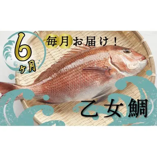 【 鯛 】 乙女鯛定期便 6ヶ月
