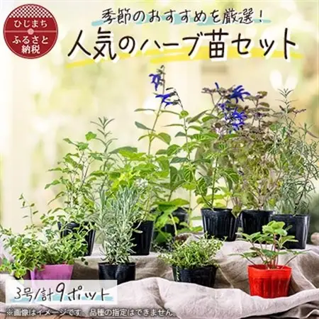 元気なおすすめハーブ苗9ポットセット【3号ポット】_花・観葉植物 観葉植物・苗木  _【1085903】