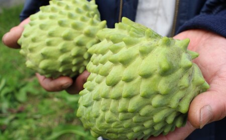 アテモヤ 世界三大果実 ぱぁ～しもん屋 配送不可 離島 果物詰合せ フルーツ 