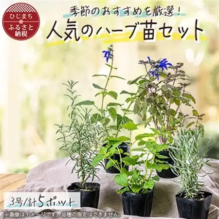 ガーデニング に欠かせない! 人気の ハーブ苗 5ポットセット【3号ポット】_花・観葉植物 観葉植物・苗木  _【1085902】