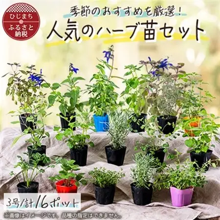 元気なおすすめハーブ苗16ポットセット【3号ポット】_花・観葉植物 観葉植物・苗木  _【1085904】