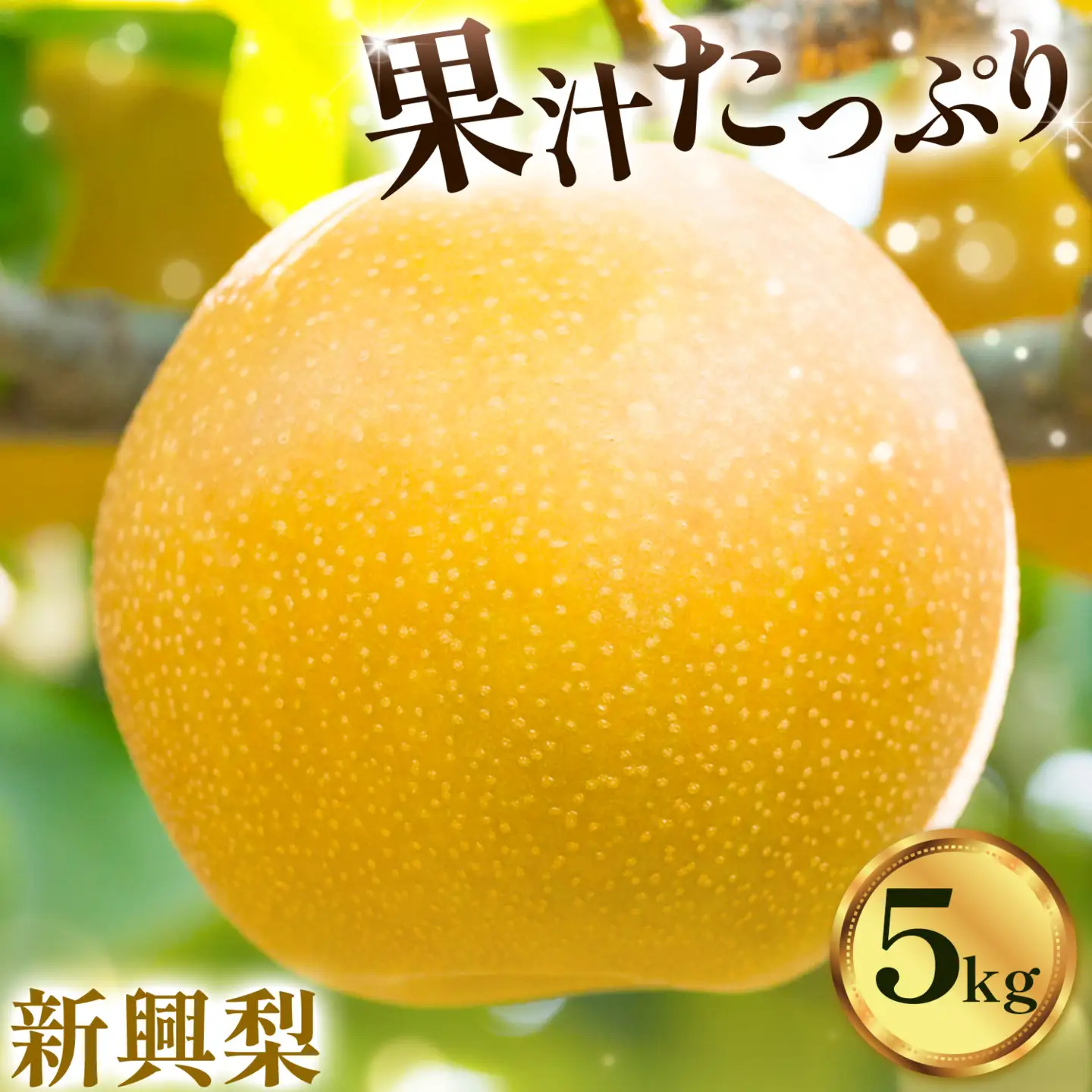 梨 なし ナシ 新興梨 新興 5kg 《9月中旬-10月上旬頃出荷》