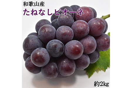 【厳選・産直】和歌山県産たねなしピオーネ約2kg（目安：3房～5房）◇