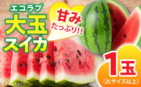 スイカ【6月上旬より発送】エコラブスイカ（2Lサイズ以上）1玉 大玉  [AGBN009]