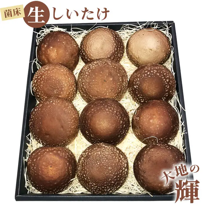 菌床生しいたけ　「大地の輝」 [No.003]