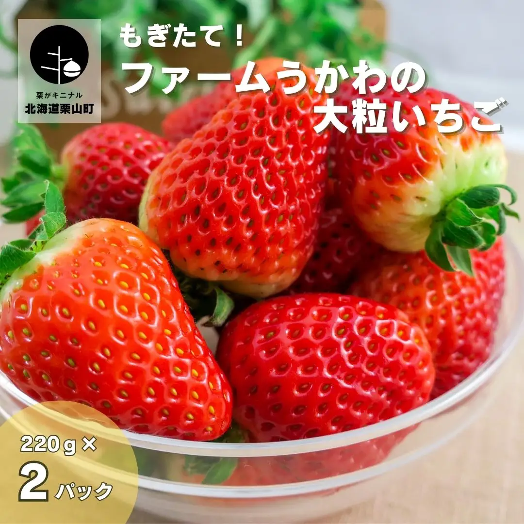 もぎたて！ファームうかわの大粒いちご2パック