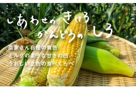 大地の恵み「とうもろこし2色セット」北海道産　7本