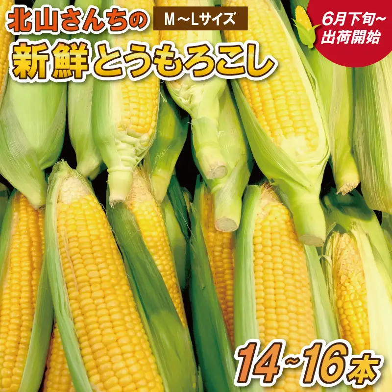 北山さんちの新鮮 とうもろこし キャンプ BBQ 人気 トウモロコシ 生 野菜 産地直送 朝どれ 甘い 期間限定 国産 旬 夏野菜 kn2