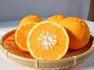 夏みかん7.2kg