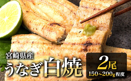 【2週間以内発送】うなぎ 白焼き 2尾 計300g以上 鰻 化粧箱入り 蒲焼たれ付 C427