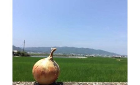 淡路島の農家の嫁から「完熟玉ねぎ 中生晩生 ５kg」◆配送5月中旬～