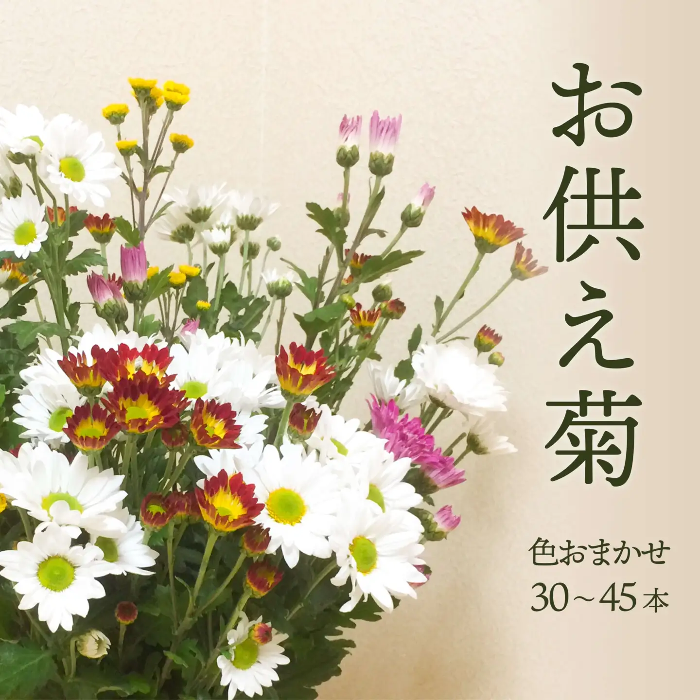 スプレー菊　花束（３０～４５本） Q2