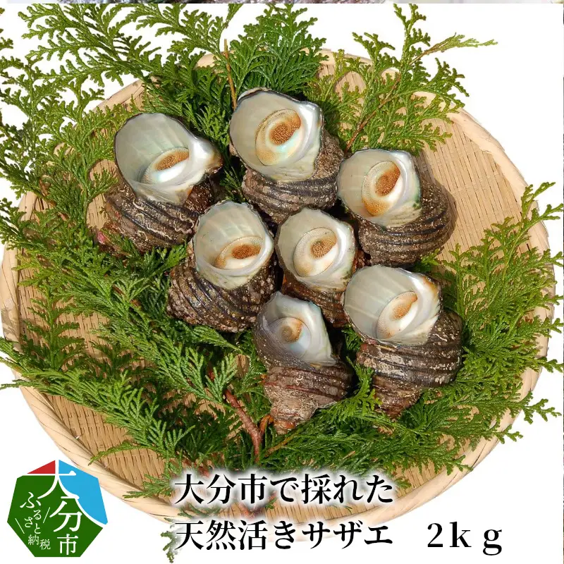大分市で採れた　天然活きサザエ　2ｋｇ E12002