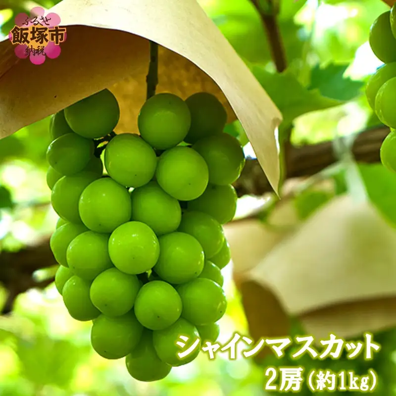 シャインマスカット2房(約1kg)＜2026年8月中旬から発送開始分先行予約＞【A7-070】