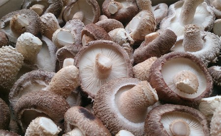 【11月～翌2月末のご注文分は翌3月より随時発送】山田さんの肉厚・ぷりぷりの原木栽培しいたけ0.9kg 野菜 きのこ 