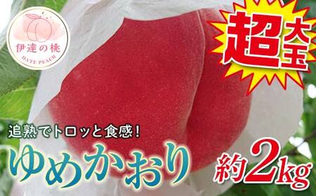 【2026年出荷分先行予約】福島県産 ゆめかおり 約2kg (4～6玉) 斎藤果樹園 新品種 極大玉 大きめ 固め 伊達の桃 桃 フルーツ 果物 もも モモ momo F20C-372