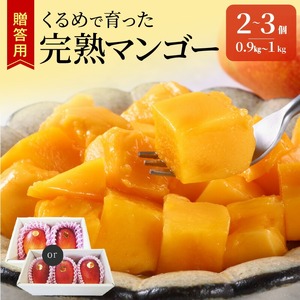 【2026年6月以降お届け】くるめで育った完熟マンゴー （2～3個：約0.9kg～1kg）_先行予約 完熟マンゴー 2個 ～ 3個 0.9kg ～ 1kg 贈答用 久留米産 とろける 甘い フルーツ トロピカルフルーツ 果物 マンゴー 完熟 高糖度 人気 国産 地植栽培 冷蔵 クール便 倉重農園 お取り寄せ お取り寄せフルーツ 食べ物 食品 福岡県 久留米市 送料無料 〔Fm010〕