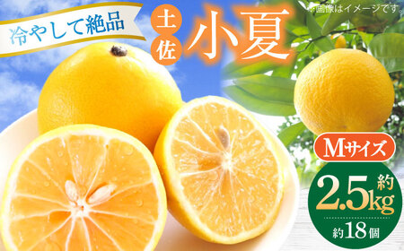【先行予約】土佐小夏 約2.5kg 18個前後 Mサイズ〈2026年4月中旬-2026年7月中旬頃発送〉/ 日向夏 オレンジ ニューサマーオレンジ 日向夏 オレンジ ニューサマーオレンジ [ATAH003]