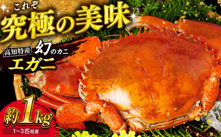 浦戸湾産 エガ二 1キロ前後 / カニ エガニ ワタリガニ カニ エガニ ワタリガニ かに えがに わたりがに 蟹  [ATAL001]