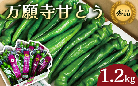 【2026年発送分】 万願寺甘とう 秀品 1.2kg 化粧箱入 京野菜 万願寺とうがらし