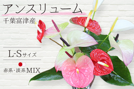 富津産切花アンスリューム（L-Sサイズ）【色合い：おまかせMIX】
