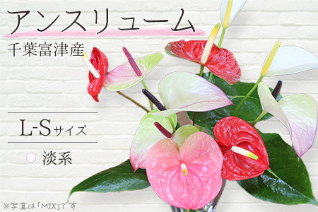 富津産切花アンスリューム（L-Sサイズ）【色合い：淡系】