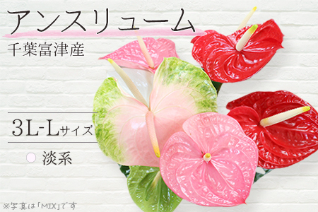 富津産切花アンスリューム（3L-Lサイズ）【色合い：淡系】