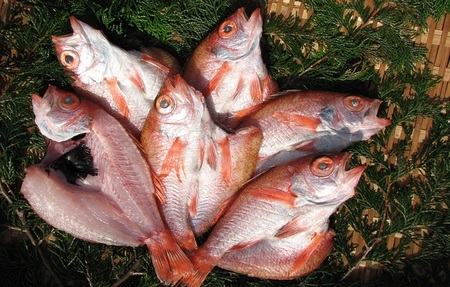 ～丹後の魚屋お薦め～高級のどぐろの一夜干し 魚貝類 加工食品 
