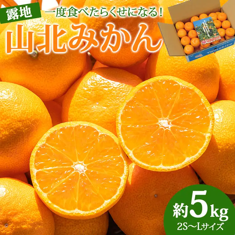 ≪先行受注≫山北みかん 約5kg ( 2S ～ Lサイズ ) ｜ みかん 甘い ku-0053