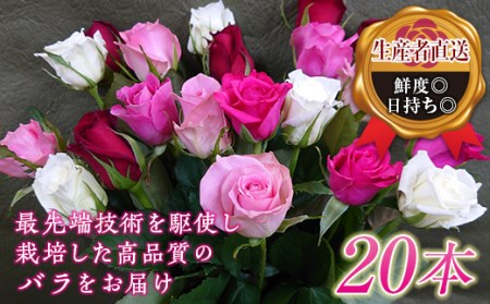 バラの花束（約20本） F20E-686