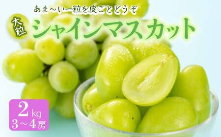《先行予約 2026年度発送》シャインマスカット 2kg マスカット ぶどう ブドウ 葡萄 デザート フルーツ 果物 くだもの 果実 食品 山形県 FSY-0511