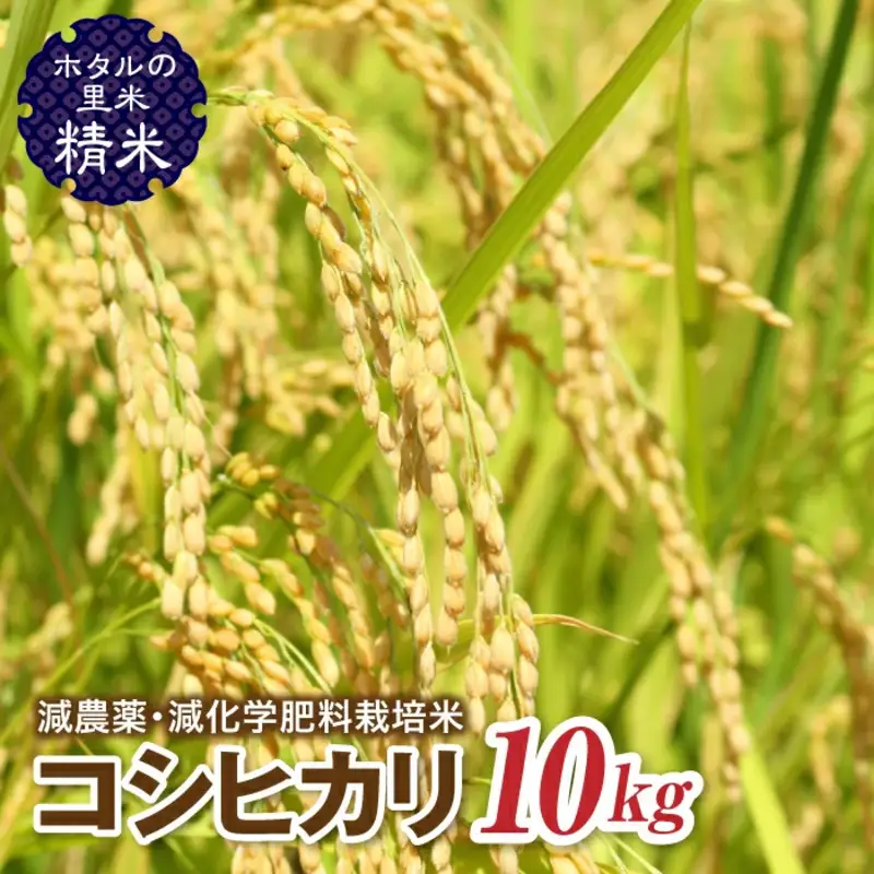 令和8年産 新米【ホタルの里米】環境に配慮し農薬を減らした栽培米 コシヒカリ精米10kg 米 お米 おこめ ご飯 ごはん 福島県 西会津町 F4D-2291