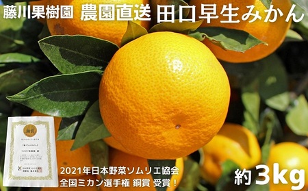 2026年秋よりお届け 農園直送 田口早生みかん　約3kg 果物類 柑橘類 ミカン フルーツ 