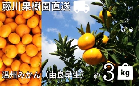 2026年秋よりお届け 農園直送 高糖度温州みかん（由良早生）約3kg 果物類 柑橘類 ミカン フルーツ 