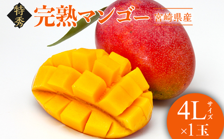 【2026年発送先行予約】《数量・期間限定》完熟！宮崎マンゴー 特秀 大玉4Lサイズ約600g 1玉化粧箱入り 国産 マンゴー 特秀品 600g 1玉 化粧箱 化粧箱入り 完熟 大玉 4L 冷蔵 フルーツ 果物 旬の果物 くだもの 特産品 お取り寄せ 贈答 ギフト