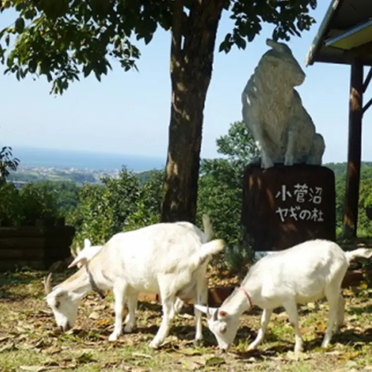 【早期予約】米 令和8年産米コシヒカリ 5kg 無洗米 棚田米 ヤギの杜｜富山 こめ コメ お米 おこめ 白米 精米 新米 ※2026年10月上旬～発送
