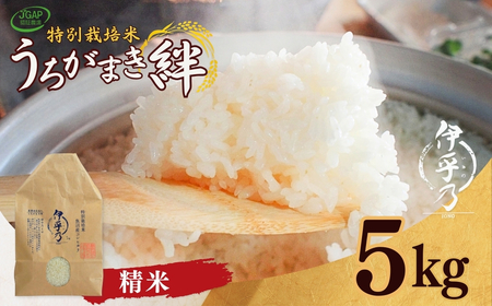 魚沼産コシヒカリ 特別栽培「伊乎乃」 5kg 令和7年 | 新潟県 魚沼 米 うちがまき絆