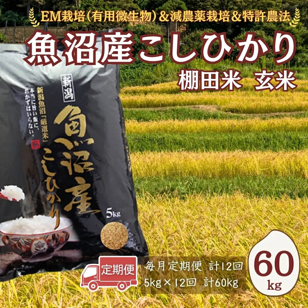 【令和7年 定期便】魚沼産コシヒカリ棚田米 玄米 60kg(5キロ×12回) 佐藤農場|おこめ 玄米 小千谷 新潟
