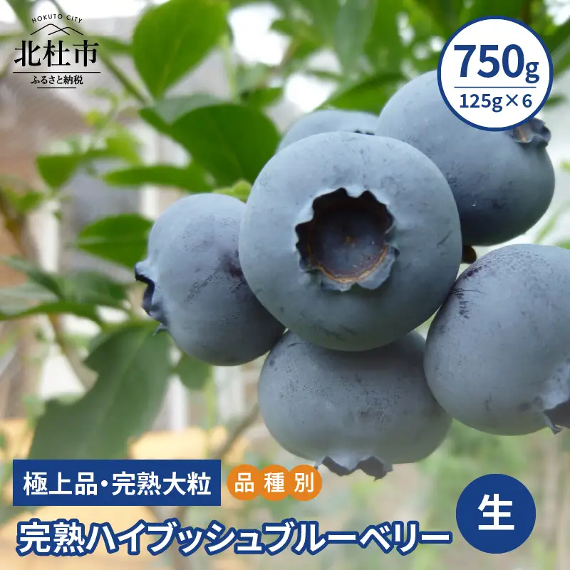 【2026年先行予約】【品種別】完熟ハイブッシュブルーベリー 750g(125g×6) [h127]