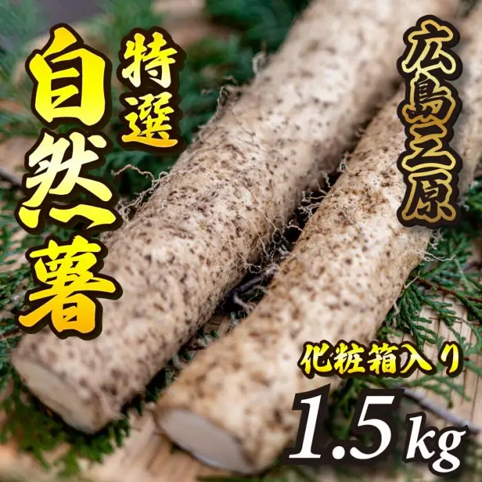 標高375mで採れた！自然薯（化粧箱入り）1.5kg 広島 三原 野菜 自然薯