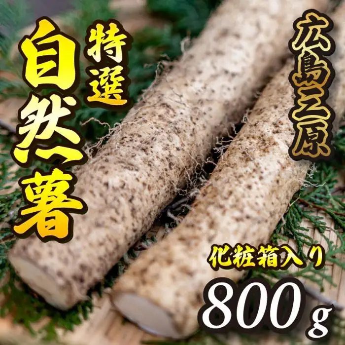 標高375ｍで採れた！自然薯（化粧箱入り）800g 野菜 自然薯 とろろ 広島 三原 029005