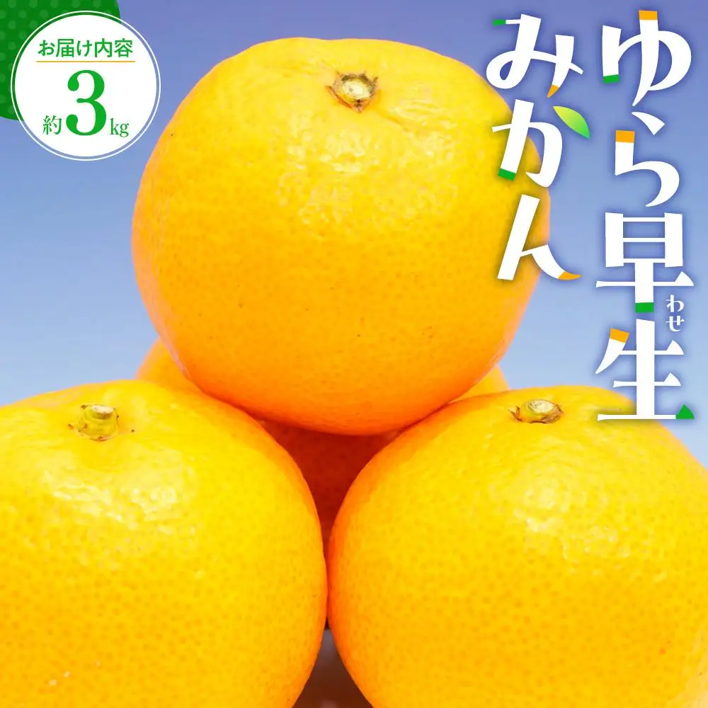 ゆら 早生 みかん 約3kg【2026-9月下旬～2026-11月上旬配送】 | みかん