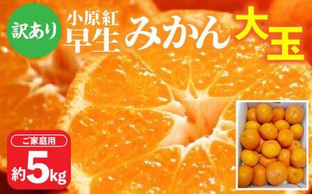 【訳あり】ご家庭用小原紅早生みかん(大玉)　約5kg【2026年11月中旬～2027年1月中旬配送】| みかん