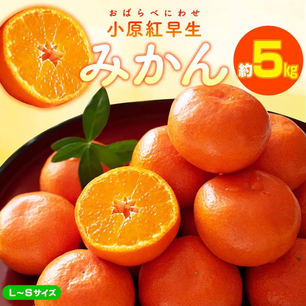 小原紅早生みかん(L～Sサイズ)　約5kg【2026年11月中旬～2027年1月中旬配送】