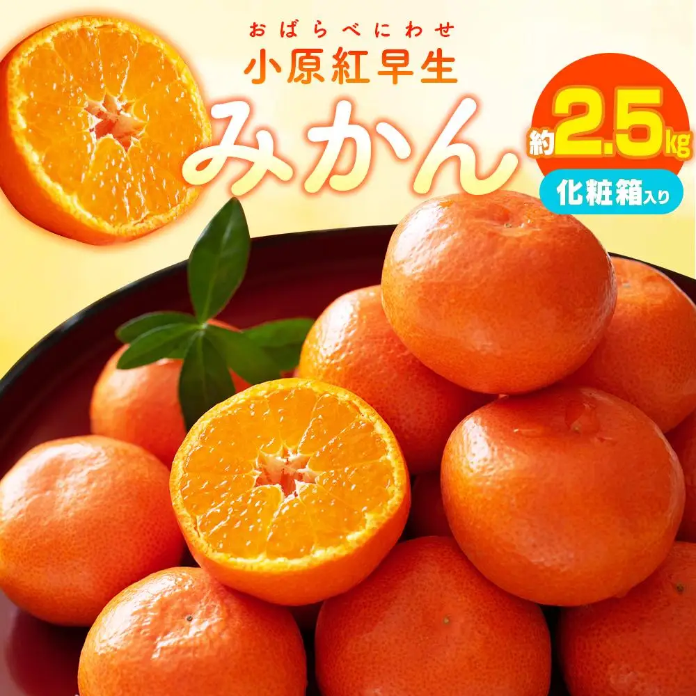 小原紅早生みかん化粧箱　約2.5kg【2026年11月中旬～2027年1月中旬配送】
