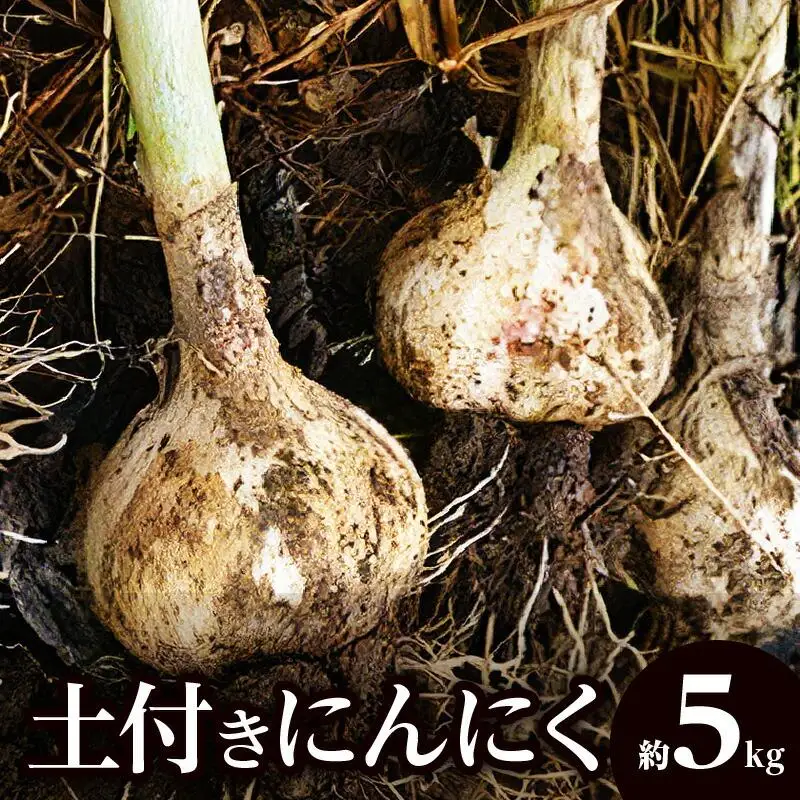 土付きにんにく 約5kg【2026-5月上旬～2026-6月中旬配送】| にんにく