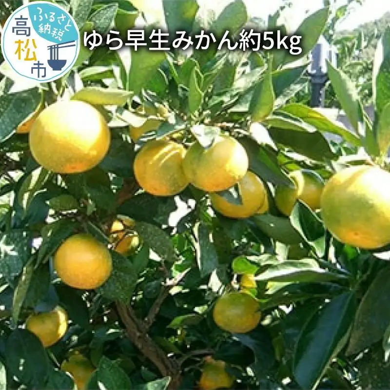 ゆら 早生 みかん 約5kg【2026-9月下旬～2026-11月上旬配送】 | みかん