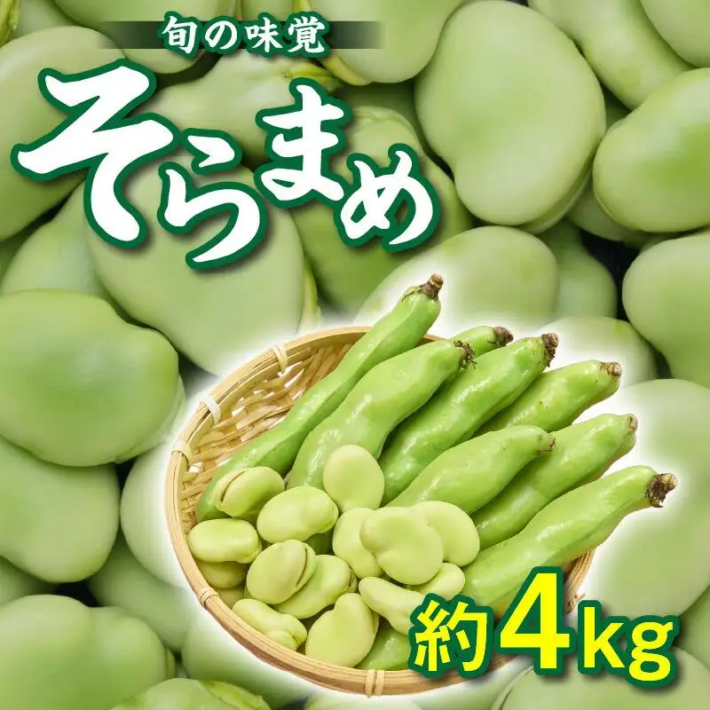 旬の味覚 そらまめ 約4kg【2026年4月下旬～2026年5月下旬配送】