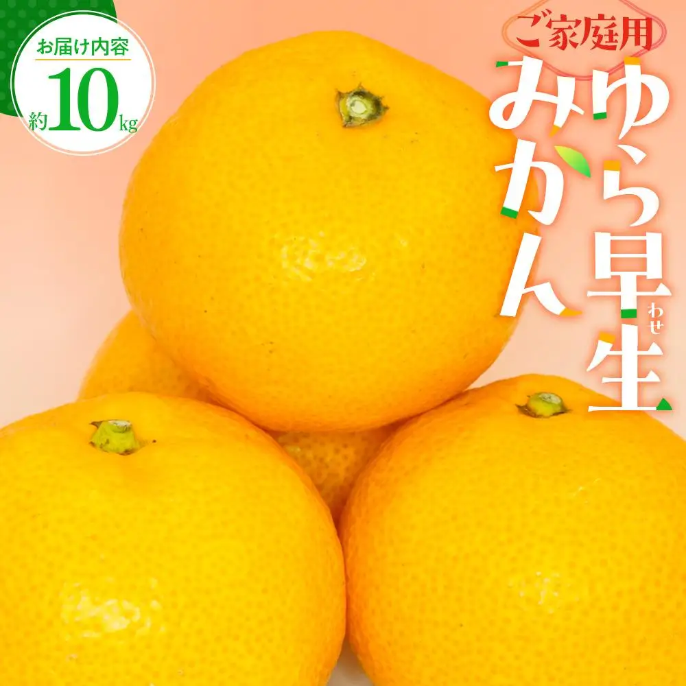 ご家庭用 ゆら早生 みかん 約10kg【2026-9月下旬～2026-11月上旬配送】 | みかん